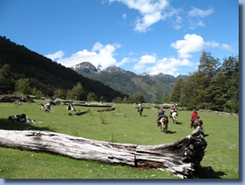 Riders crossing a pasture on a horseback trail ride in NP Huequehue, Chile